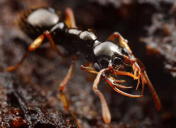 Thaumatomyrmex atrox